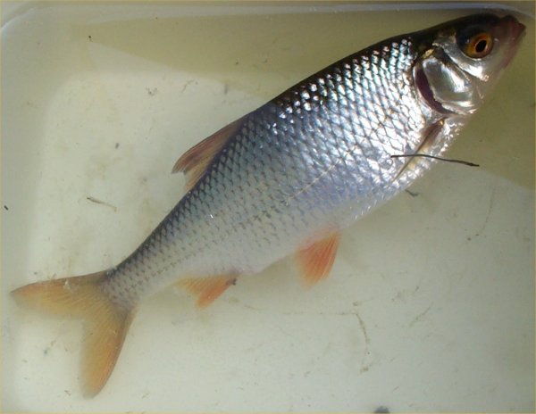 What a Whopper!